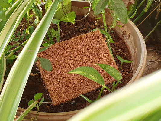 Cocoscrub Dish Wash Pads (5 pieces)