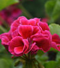 Geranium Hydrosol