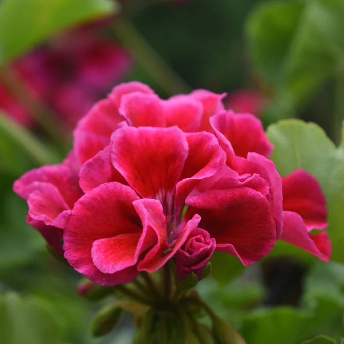 Geranium Hydrosol