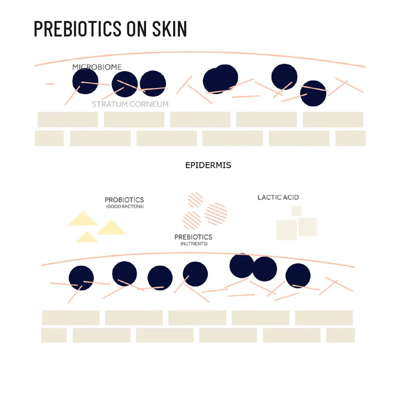 Prebiotic Hand & Body Wash