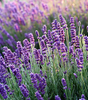 Relaxing Lavender Eye Pillow