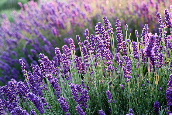 Relaxing Lavender Eye Pillow